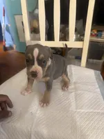 Abkc Diana, a female American Bully for sale in Peoria, IL – 5 of 8