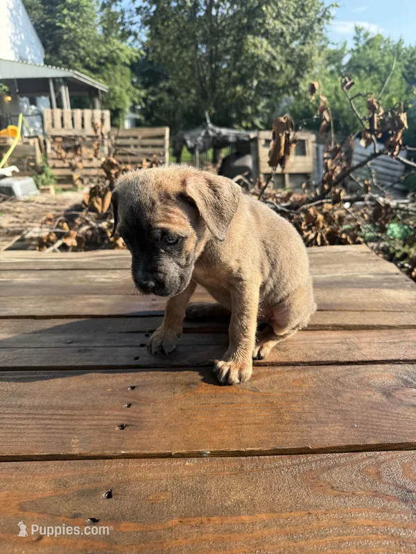 Little ma – Cane Corso puppy for sale in Peoria, IL