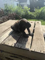 Sade, a female Cane Corso for sale in Peoria, IL – 4 of 8