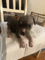 Abkc Runt, a female American Bully for sale in Peoria, IL – 7 of 9