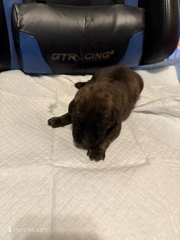 Zeus – Cane Corso puppy for sale in Peoria, IL