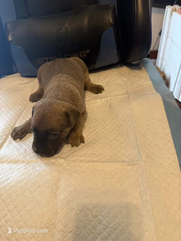 Sage – Cane Corso puppy for sale in Peoria, IL