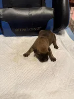 Bella, a female Cane Corso for sale in Peoria, IL – 2 of 4