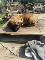 Red, a male Cane Corso for sale in Peoria, IL – 2 of 9