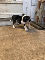 Sadie, a female American Bully for sale in Peoria, IL – Photo 7 of 8