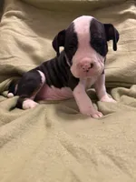 Sadie, a female American Bully for sale in Peoria, IL – Photo 3 of 3