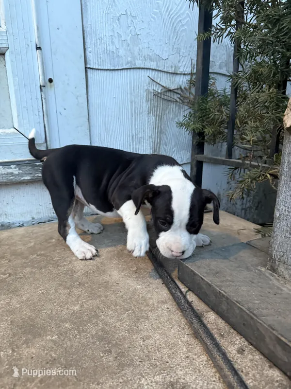 Sadie – American Bully puppy for sale in Peoria, IL