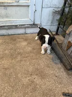 Sadie, a female American Bully for sale in Peoria, IL – Photo 8 of 8