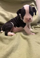 Sadie, a female American Bully for sale in Peoria, IL – Photo 2 of 3