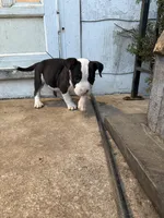 Sadie, a female American Bully for sale in Peoria, IL – Photo 4 of 8