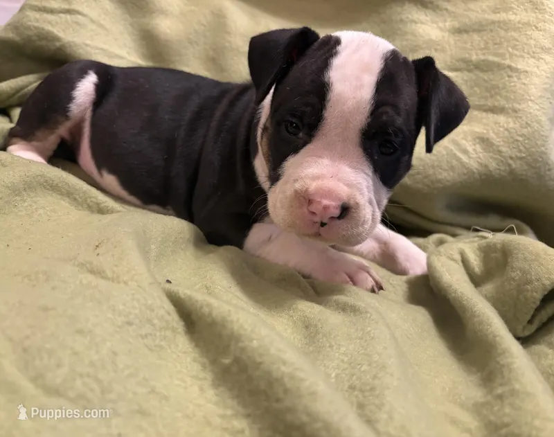 Sadie – American Bully puppy for sale in Peoria, IL