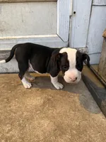 Sadie, a female American Bully for sale in Peoria, IL – Photo 6 of 8