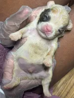 Akc Fluffy Lil Ricky, a male French Bulldog for sale in Peoria, IL – 1 of 5
