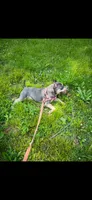 Abkc Luther , a male American Bully for sale in Peoria, IL – 5 of 5