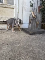 Abkc Diana, a female American Bully for sale in Peoria, IL – 2 of 8