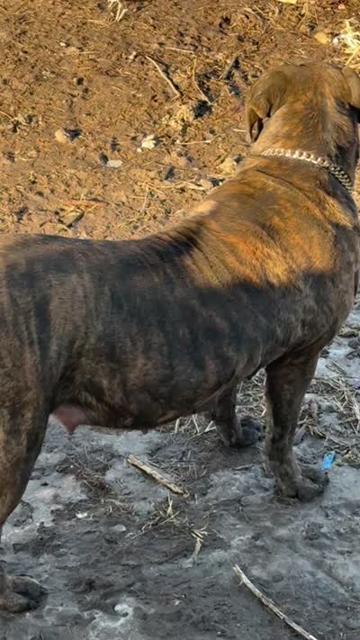 Zeus, a male Cane Corso for sale in Peoria, IL – 3 of 7