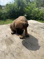 Red, a male Cane Corso for sale in Peoria, IL – 9 of 9