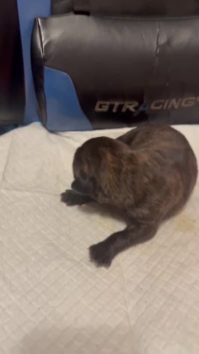 Sade, a female Cane Corso for sale in Peoria, IL – 4 of 5