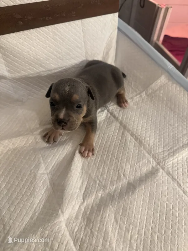 Abkc Luther  – American Bully puppy for sale in Peoria, IL