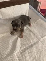 Abkc Luther , a male American Bully for sale in Peoria, IL – 1 of 5