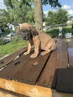 Sage, a female Cane Corso for sale in Peoria, IL – 3 of 9