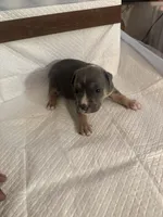 Abkc Aretha , a female American Bully for sale in Peoria, IL – 2 of 5