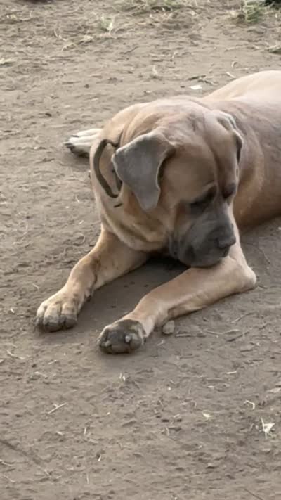 Red, a male Cane Corso for sale in Peoria, IL – 7 of 7