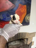 Akc Fluffy Sara, a female French Bulldog for sale in Peoria, IL – 3 of 4