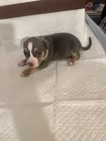 Abkc Diana, a female American Bully for sale in Peoria, IL – 3 of 5