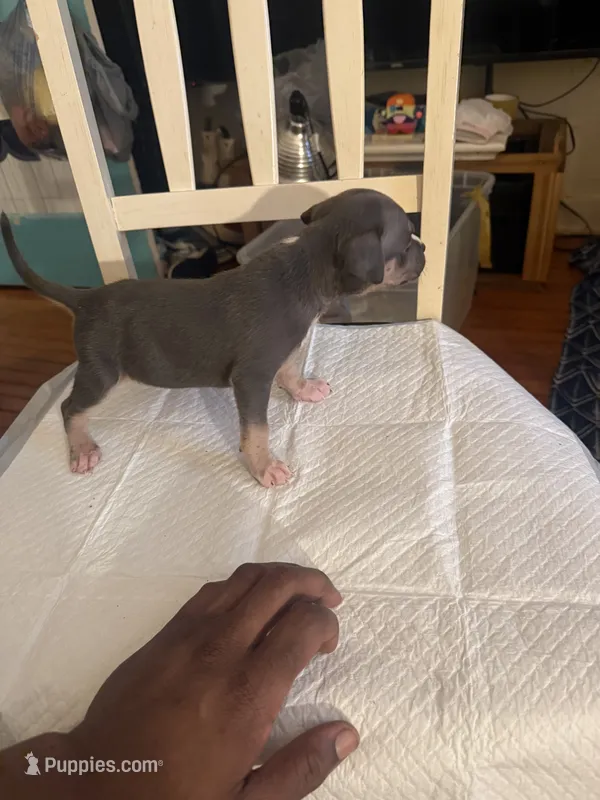 Abkc Runt – American Bully puppy for sale in Peoria, IL