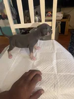Abkc Runt, a female American Bully for sale in Peoria, IL – 6 of 9