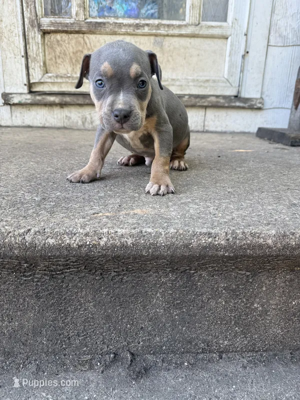 Abkc Luther  – American Bully puppy for sale in Peoria, IL