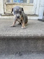 Abkc Luther , a male American Bully for sale in Peoria, IL – 1 of 9