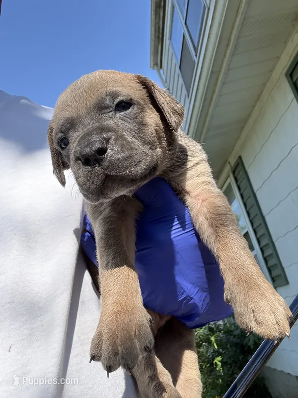 Sage – Cane Corso puppy for sale in Peoria, IL