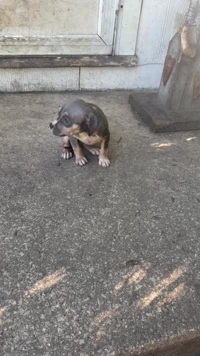 Abkc Runt, a female American Bully for sale in Peoria, IL – 4 of 9