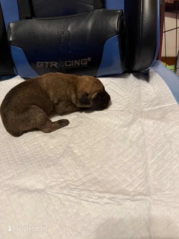 Red – Cane Corso puppy for sale in Peoria, IL
