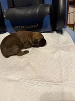Red, a male Cane Corso for sale in Peoria, IL – 1 of 7