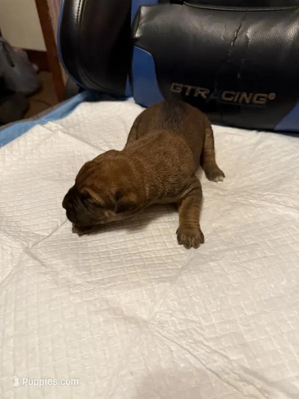 Sexy Red – Cane Corso puppy for sale in Peoria, IL