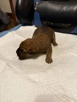 Sexy Red, a female Cane Corso for sale in Peoria, IL – 1 of 4