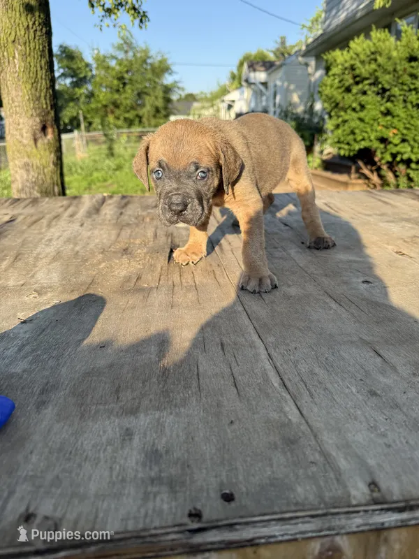 Sage – Cane Corso puppy for sale in Peoria, IL
