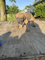 Sage, a female Cane Corso for sale in Peoria, IL – 9 of 9