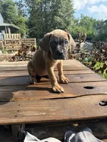 Sage, a female Cane Corso for sale in Peoria, IL – 5 of 9