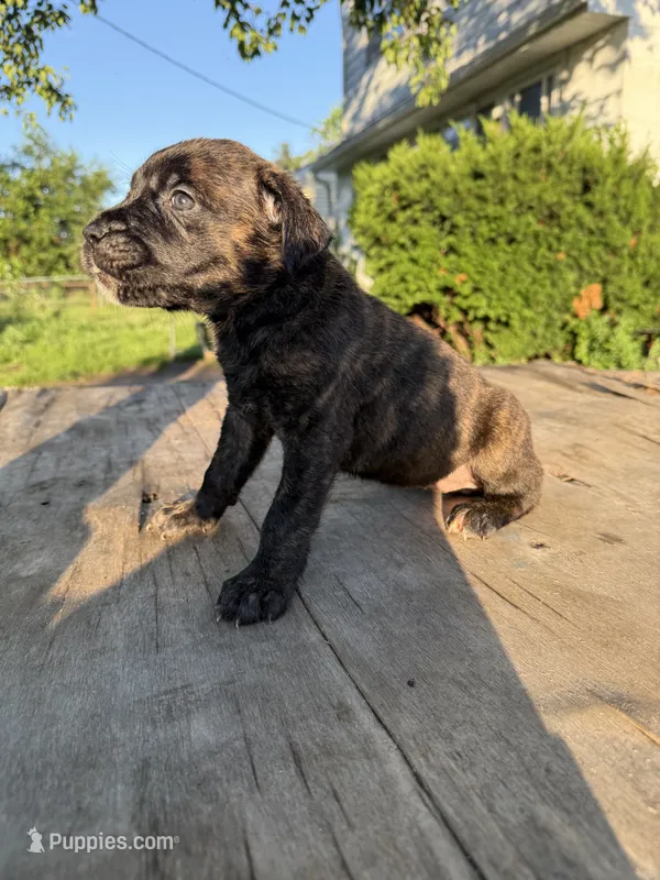 Sade – Cane Corso puppy for sale in Peoria, IL