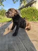 Sade, a female Cane Corso for sale in Peoria, IL – 1 of 8