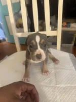 Abkc Diana, a female American Bully for sale in Peoria, IL – 6 of 8