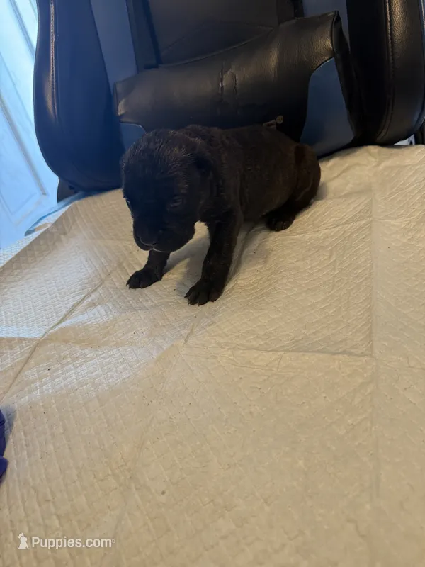 Reece – Cane Corso puppy for sale in Peoria, IL