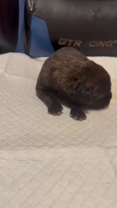 Sade, a female Cane Corso for sale in Peoria, IL – 5 of 5