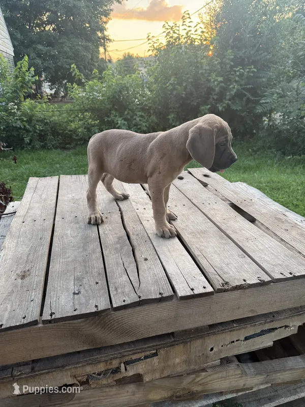 Sage – Cane Corso puppy for sale in Peoria, IL