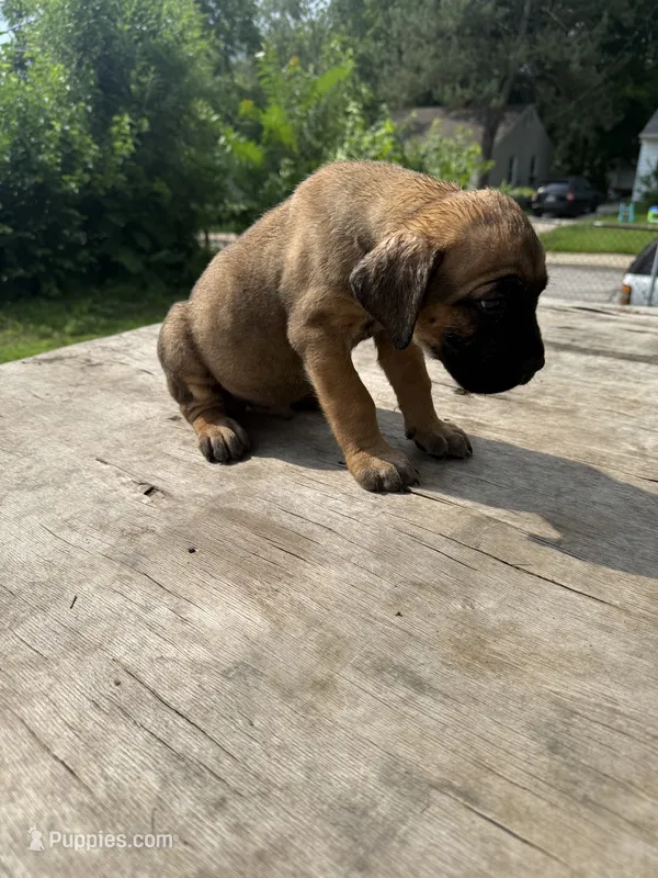 Red – Cane Corso puppy for sale in Peoria, IL
