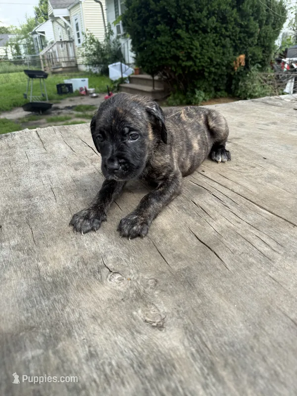 Sade – Cane Corso puppy for sale in Peoria, IL